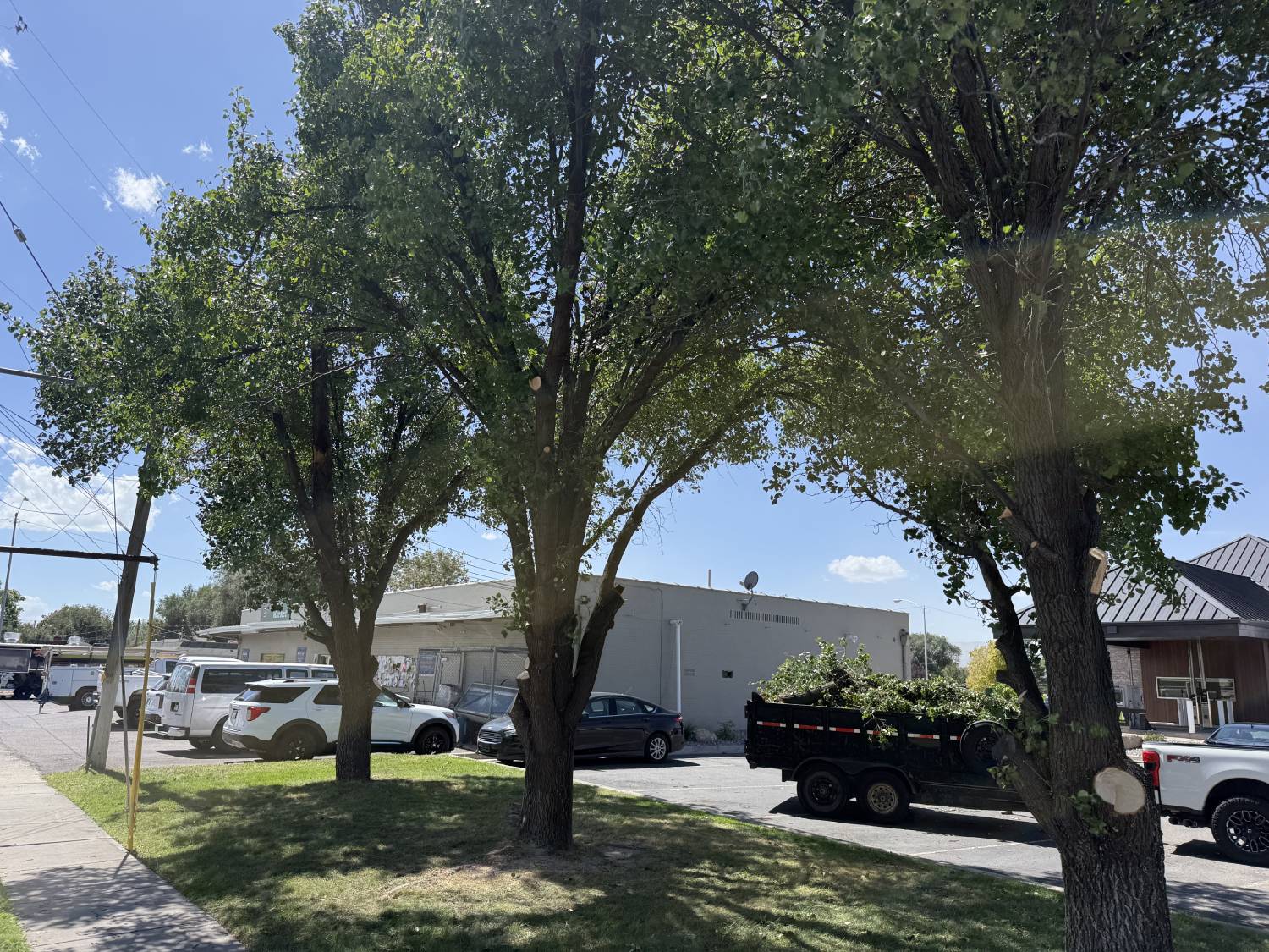 Tree Services